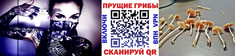 Купить  Солнечногорск  Галлюциногенные грибы GOLDEN TEACHER 